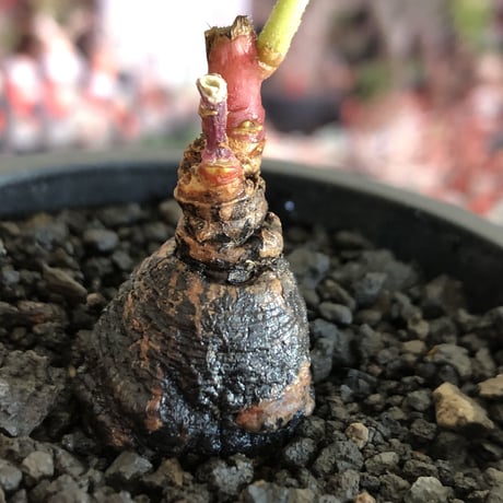 monadenium discoideum《M size 》※現地球発根後店主国内管理2年株※激希少種‼︎ツルツルブラック肌&葉とのcontrastも美しすぎる一株※mad black pot植え