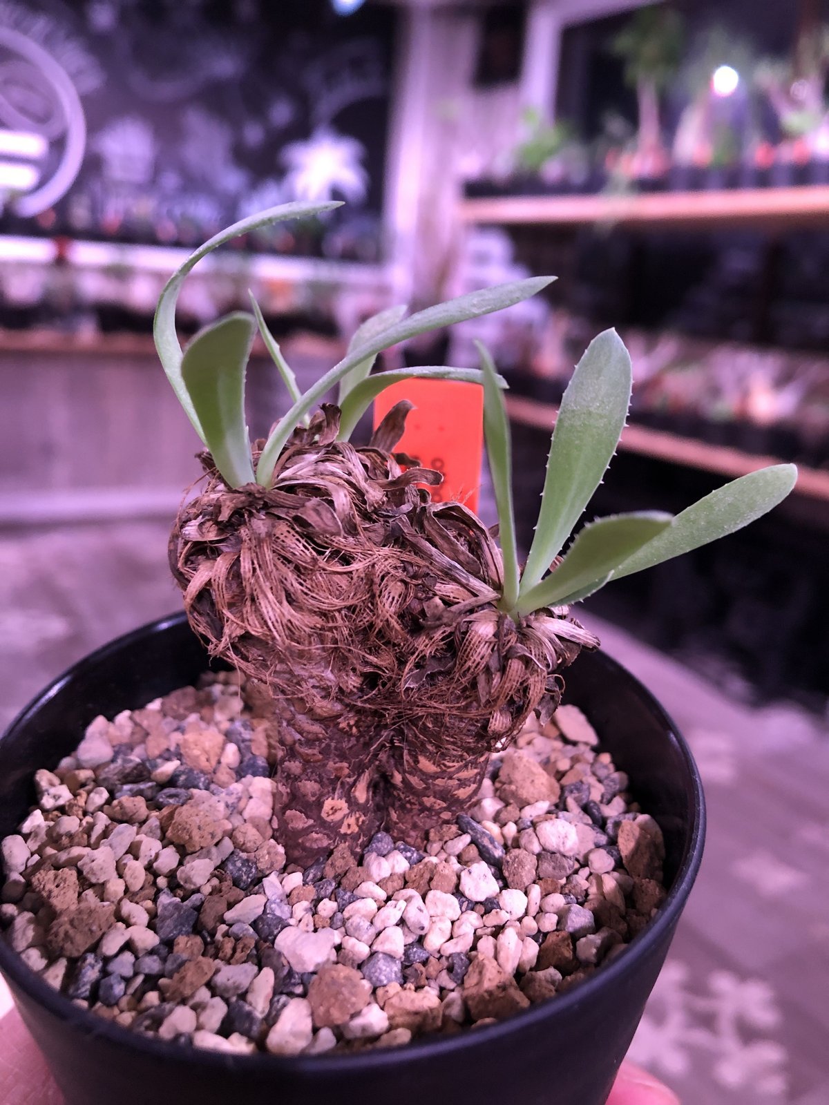 オトンナ　レトロルサ　現地球 オトンナ レトロルサ : 多肉植物のお店 彩香 Yahoo!店 - 通販 - Yahoo