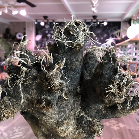 xerophyta  trichophylla《L L size》※現地球発根済株※驚愕強靭株※極太株幅bigキセロ‼︎より激しく黒焦げなwild過ぎる良樹形※mad black pot植え