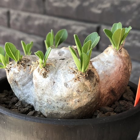 pachypodium  brevicaule恵比寿笑い《M size》※現地球発根後店主国内管理3年株※美しい肌を持つ手乗りサイズ感‼︎※mad black bowl pot植え