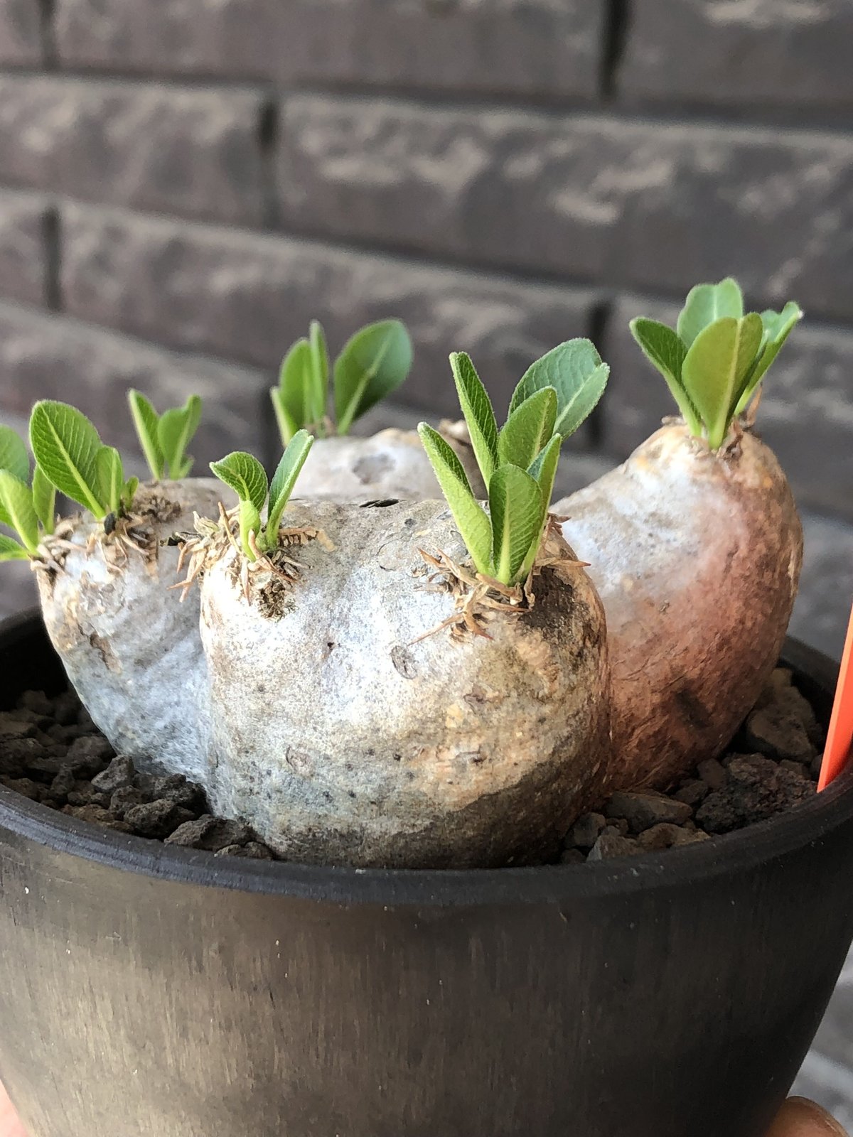 pachypodium brevicaule恵比寿笑い《M size》※現地球発根後店主