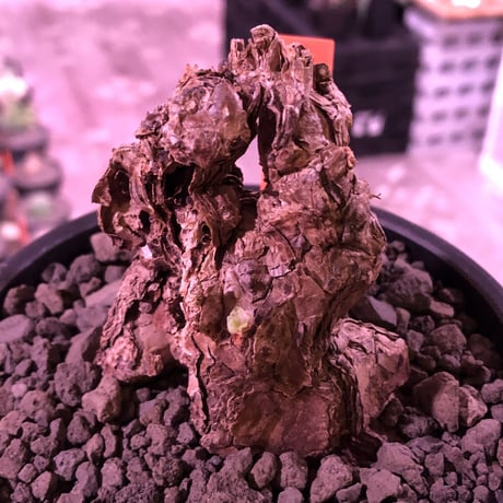 pelargonium triste《L size》※現地球発根済株※店主国内管理3年株※大変朽くした大きなぼってり樹形の選抜激オススメ株‼︎※mad black bowl pot植え