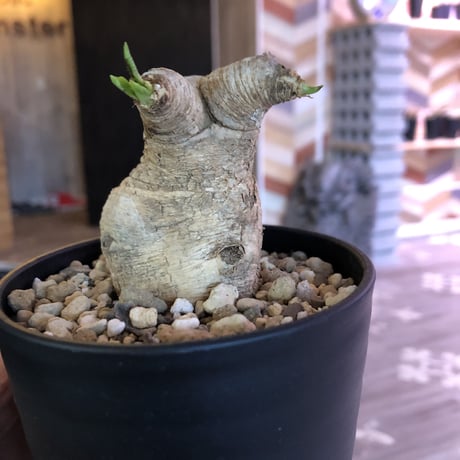 Euphorbia   primulifolia