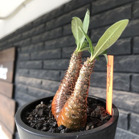 pachypodium gracilius《S size》赤肌&w-he'd株※現地球発根後店主国内管理2年株※まだまだ華奢ながらasymmetryな良樹形※mad black pot植え