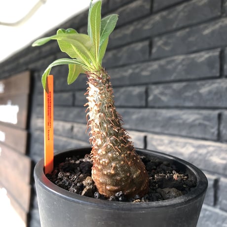 pachypodium gracilius《S size》赤肌&w-he'd株※現地球発根後店主国内管理2年株※まだまだ華奢ながらasymmetryな良樹形※mad black pot植え