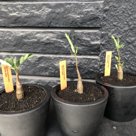 senna  meridionalis《 SS size》littmon seed🌱※小振りながら大切に育てた成長楽しみ可愛いセンナ（限定3株）※mad black pot植え