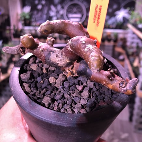 sarcocaulon   multifidum《M size》※枝ぶりbalance良き冬の人気者※mad  black  pot植え