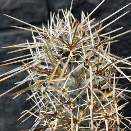 didierea  madagascariensis《M size》Ｗ-he'd株（二分頭）※激希少株※シルバーの棘に覆われたイカした奴　※mad  black  pot植え