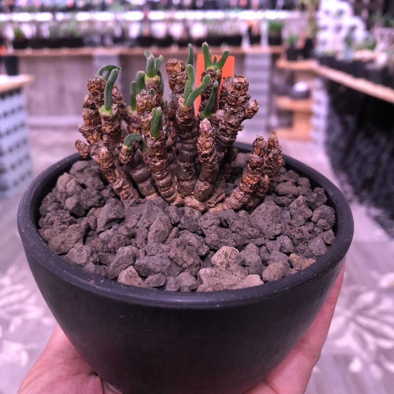 monilaria pisiformis《S size》※モニラリア属 最上位種 激希少 monilaria pisiformis《S size》※モニラリア属 最上位種 激希少