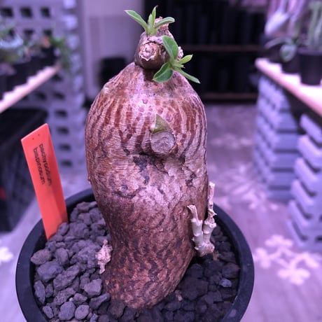 packypodium bispinosum 《S size》※現地球発根済株‼︎※ツルッと丸々した茶肌株の上、表皮の柄が大変綺麗な一株‼︎※mad black pot植え
