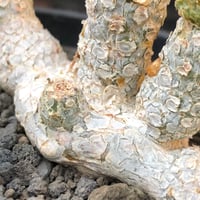 dorstenia  horwoodii《LL size》※現地球株発根済※古き良き味深い極白肌&低重心ぷっくり株元も堪らない渾身の一株‼︎※black bowl pot植え