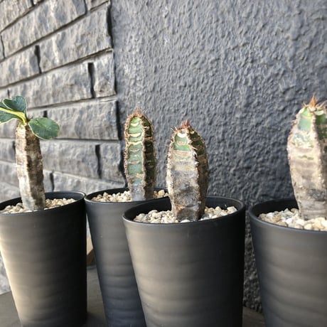 euphorbia    neohumbertii《噴炎竜》