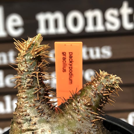 pachypodium gracilius《大きめS size》希少‼︎ニ頭枝 &green肌※現地球発根済株※店主国内管理2年株※ぼってり樹形で捻くれた感が堪らない※mad black pot植え