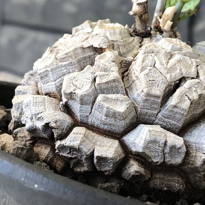 アフリカ亀甲竜 白肌 良型 2 アフリカ亀甲竜 白肌 良型 2 亀甲竜