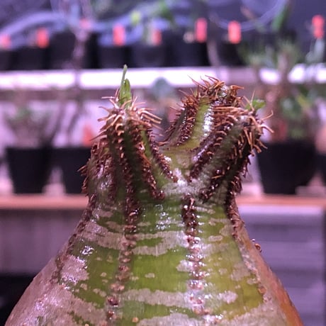 packypodium  gracilius《M size》green肌‼︎驚愕低重心※現地球発根済株※店主国内管理3年株※極短枝で愛くるしいcolorに極ぼってり樹形※mad black pot植え