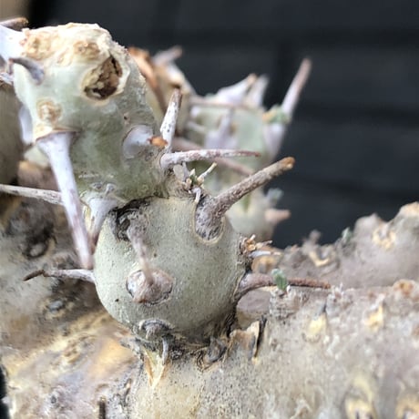 sarcocaulon crassicaule《M  size》※現地球発根済株※店主国内管理2年株※個体差でより鋭い赤味ある強刺に縮れ葉＆白花のギャップ萌えする良樹形※mad black pot植え