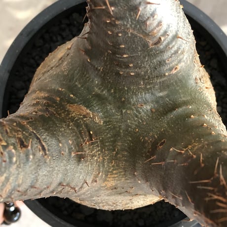 pachypodium gracilius《L size》※現地球株発根済※大きめで全方位A面な樹形バランス＆枝振りも抜群なgreen肌‼︎※black bowl pot植え