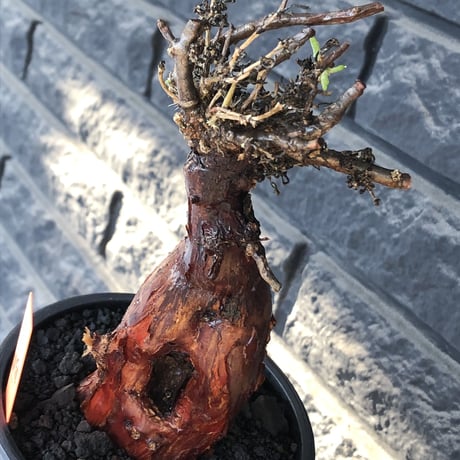 mestoklema tuberosum《M size》※現地球発根後店主国内管理4年株※栗のようなツヤ深き綺麗肌&エグれ傷が堪らなく冬季も動く唯一無二な希少灌木※mad black pot植え