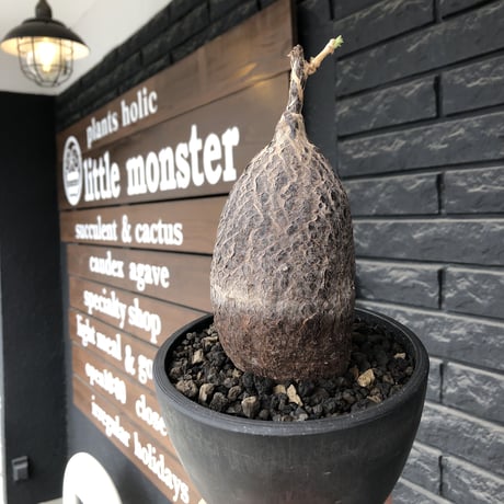 cyphostemma montagnacii《 大きめL size》※現地球発根後店主国内管理7年株※希少種大株ひび割れた表皮が渋かっこいい一株‼︎良樹形※mad black bowl pot植え
