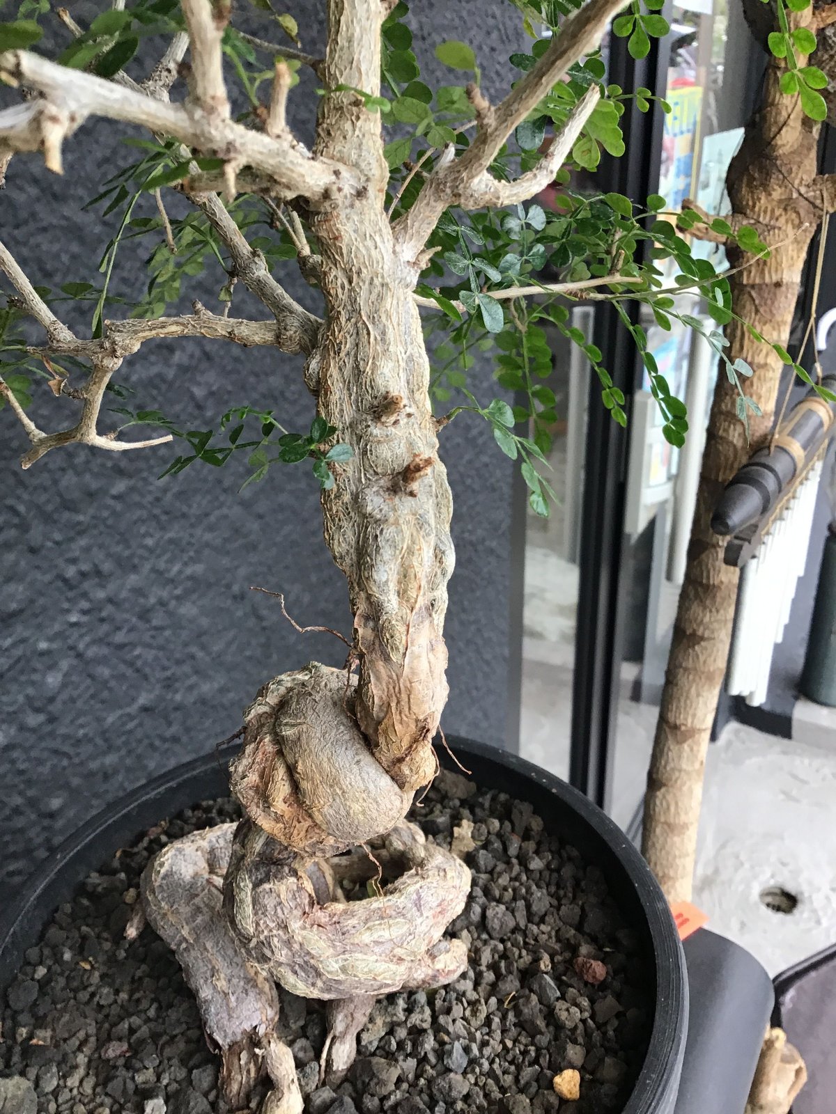 オペルクリカリアデカリー　実生　盆栽仕立　SRL オペルクリカリアデカリー 実生 盆栽仕立 SRL