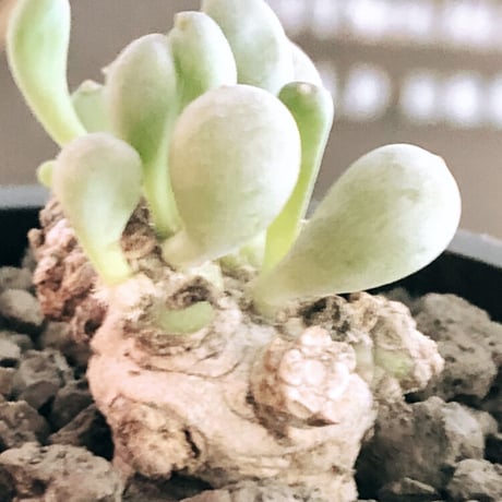 othonna clavifolia《小さめM size》激希少※現地球発根後店主国内管理2年株※個体激減し輸入厳しい中、小振りでも将来有望な低重心な良樹形※mad black pot植え