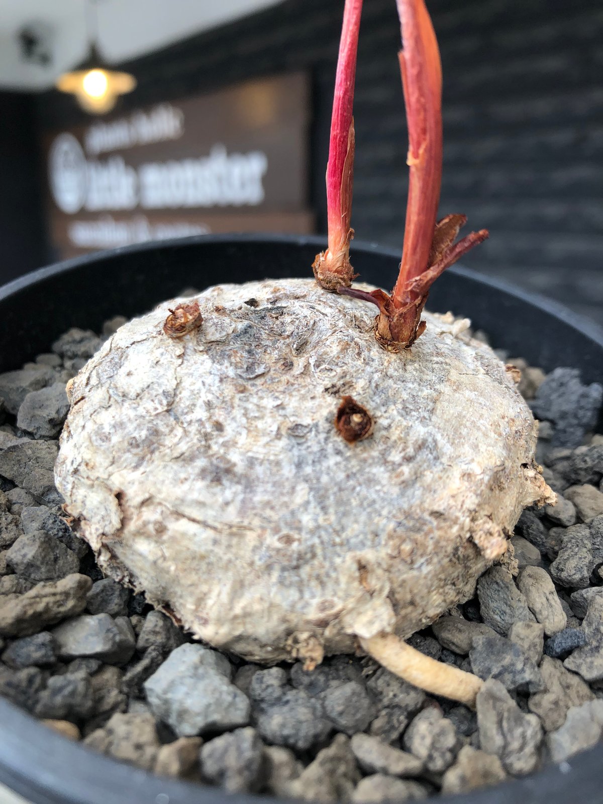 eriospermum mackenii《L size》※現地球株発根済※中々出会えないエリオ