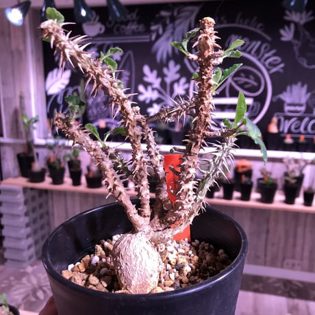 euphorbia    hofstaetteri《M size》希少‼︎