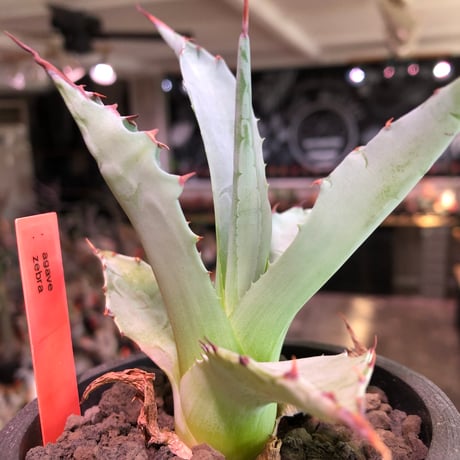 agave zebra《M size》※現地球株発根済※ゼブラ縞模様が美しい良きサイズ感な人気者※black pot植え
