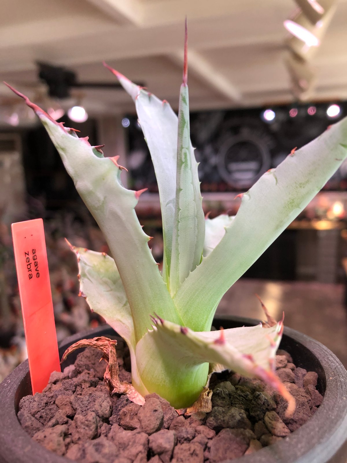 アガベ AGB33 agave zebra《M size》※現地球株発根済※ゼブラ縞模様が美しい