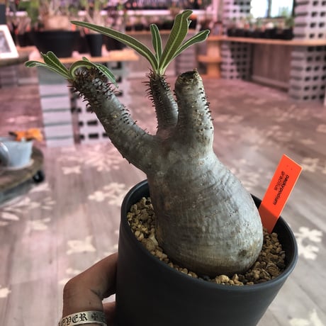 packypodium  gracilius《S size》※現地球株  発根済み株‼︎  丸め選抜組  （限定12株）