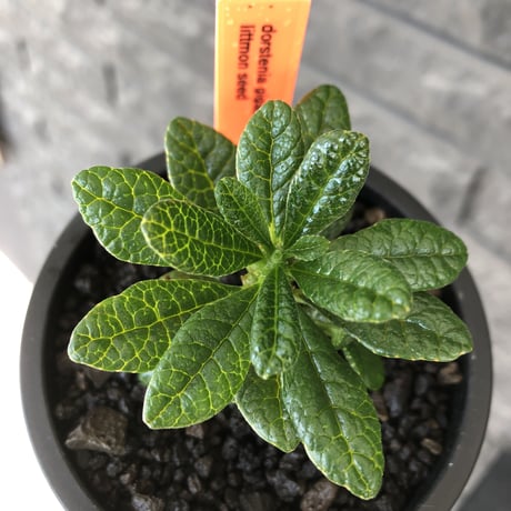 希少‼︎ dorstenia gigas《S size》littmon  seed🌱（実生株）※大変枝振り含め将来へ高期待できる激選抜株‼︎ ※mad black pot植え