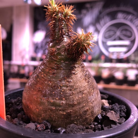 packypodium  gracilius《大きめS size》超絶まん丸株※現地球発根済株※店主国内管理2年株※まん丸球体樹形のかわいすぎる奴※mad black pot植え