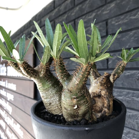 pachypodium gracilius 《L size》希少‼︎green肌 &ぼってり3-he'd株※現地球発根後店主国内管理4年株※weight低く両A面株※black bowl pot植え