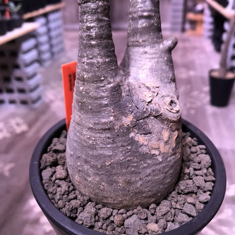 packypodium  gracilius《M  size》※現地球発根済株‼︎※現地焼け&捻くれた歪感がわざとっぽくかわいい一株‼︎※mad black pot植え