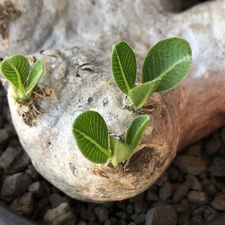 pachypodium  brevicaule恵比寿笑い《M size》※現地球発根後店主国内管理3年株※美しい肌を持つ手乗りサイズ感‼︎※mad black bowl pot植え