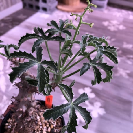 《jatropha  fissispina》希少株‼︎