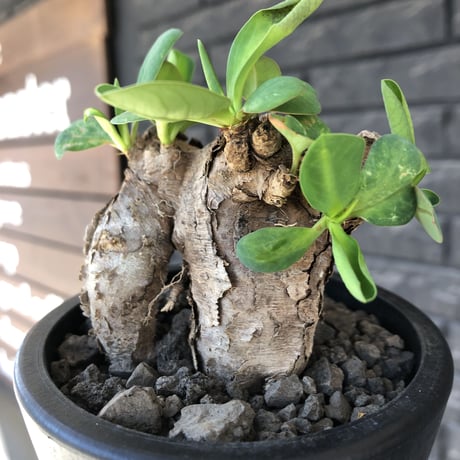 euphorbia itremensis 《M size》※現地球発根後店主国内管理3年株※可愛く枝振りも大変面白い良樹形株‼︎ 更に枝作りし変化も楽しめる一株※mad black pot植え