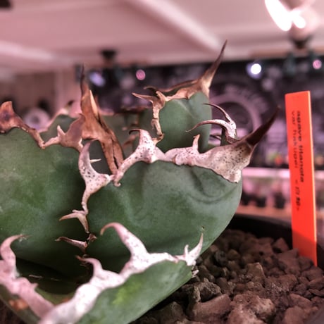 agave  titanota  白鯨《M size》※現地球発根済株※最高の鋸歯に幅広肉厚葉が堪らない一株‼︎※mad black pot植え