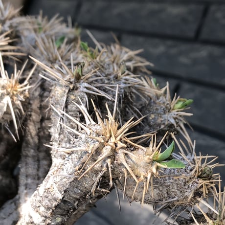 euphorbia  guillauminiana《大きめL size》※現地球発根後店主国内管理3年株※太めな幹に躍動する枝振りbalanceも堪らない良樹形※mad black pot植え