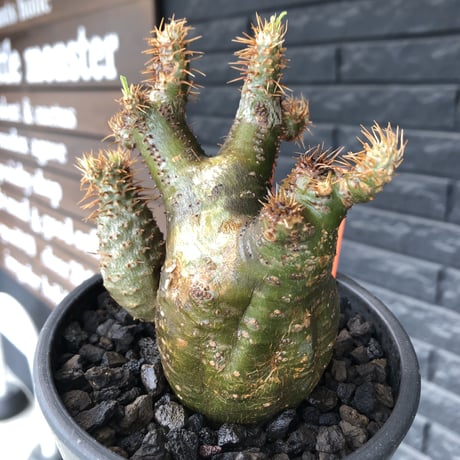 pachypodium  gracilius《M size》希少‼︎ニ頭枝w-he'd＆極green肌株※現地球発根後店主国内管理3年株※極green肌の良樹形双頭株※mad black pot植え