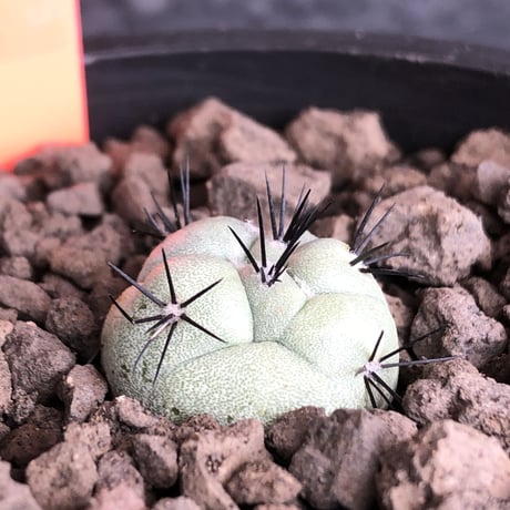 オルテゴカクタスマクドガリー | STORES