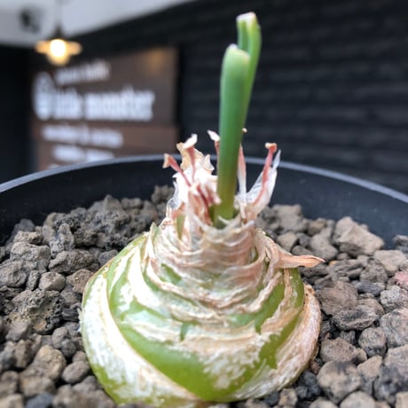 albuca spiralis cv.frizzle sizzle《L size》※littmon seed株※より強くカールが出る良きサイズなフリズルシズル‼︎※black bowl pot植え
