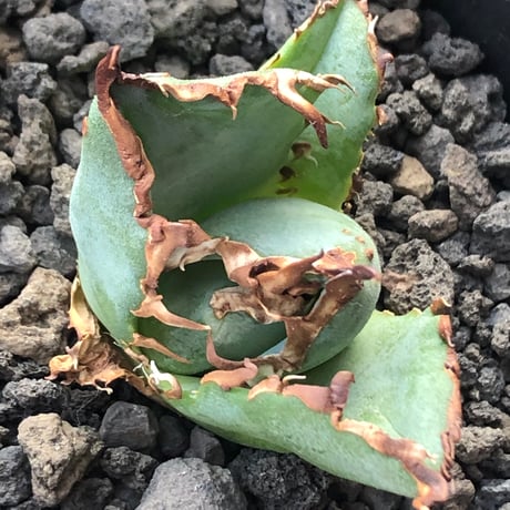 agave titanota  白鯨陽炎type《S size》※現地球株発根済 ③※唸り良き鋸歯に幅広肉厚タイプ※black pot植え