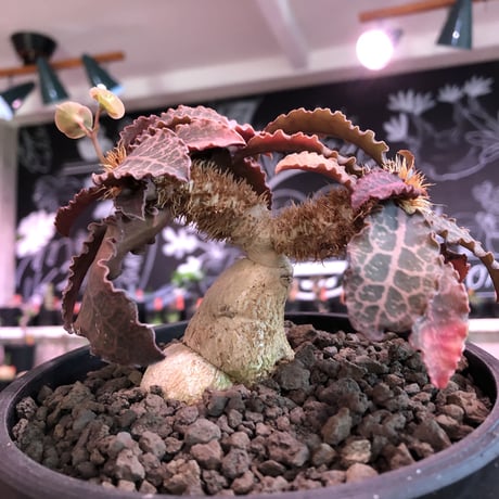 euphorbia francoisii var.crassiccaulis redreef《 L size》※現地球発根済株※店主国内管理6年株※赤葉白肌が堪らない※black bowl pot植え