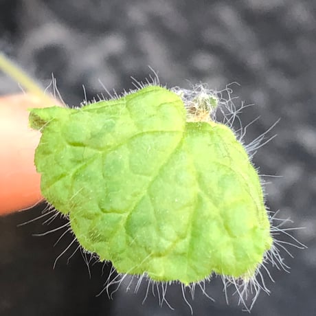pelargonium  barklyi《S size》※現地球株発根済※葉脈がとても魅力的でかわいいバークリー※black pot植え