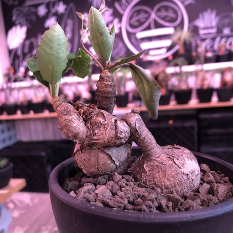 euphorbia subapoda《M size》驚愕希少‼︎W-he'd株※威勢よく展開中のスバポダ希少ニ分頭株‼︎融合したかの如くの装いが堪らない‼︎※mad  black bowl pot植え