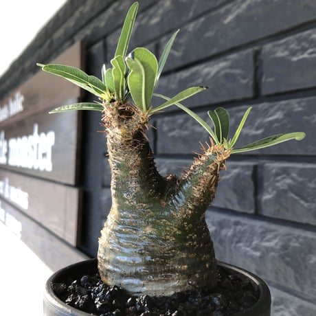 pachypodium gracilius《小さめM size》希少green肌※現地球発根後店主国内管理3年株※激ぼってりトトログラキ樹形が堪らない※mad black bowl pot植え