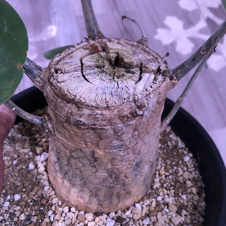 pseudbombax    ellipticum《L size》