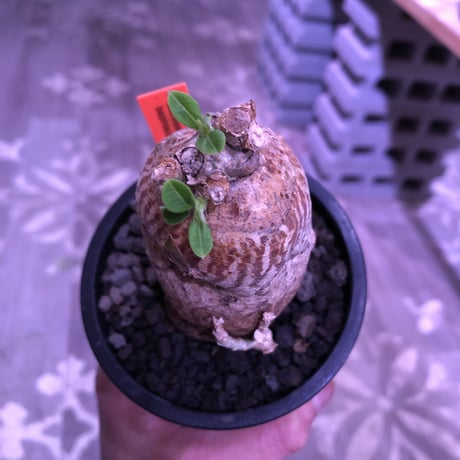 packypodium bispinosum 《S size》※現地球発根済株‼︎※ツルッと丸々した茶肌株の上、表皮の柄が大変綺麗な一株‼︎※mad black pot植え