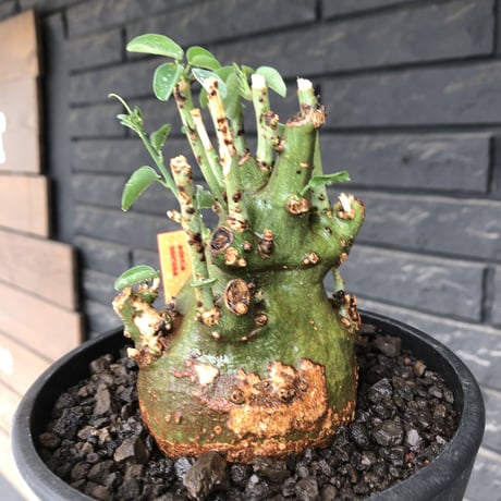 adenia spinosa《大きめM size》球体wild株※現地球発根後店主国内管理3年株※まん丸低重心&枝振りゴツゴツ感が男らしい佇まいが堪らない※mad black pot植え